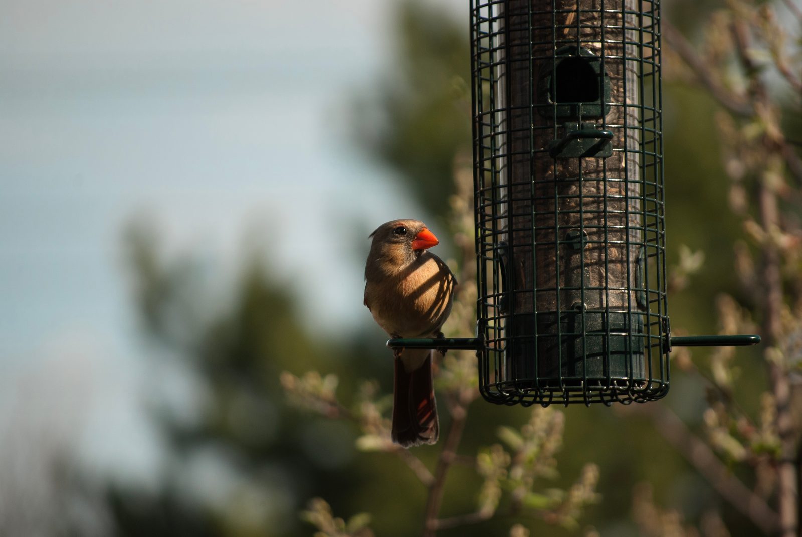 2015-05-03-DSC_0100