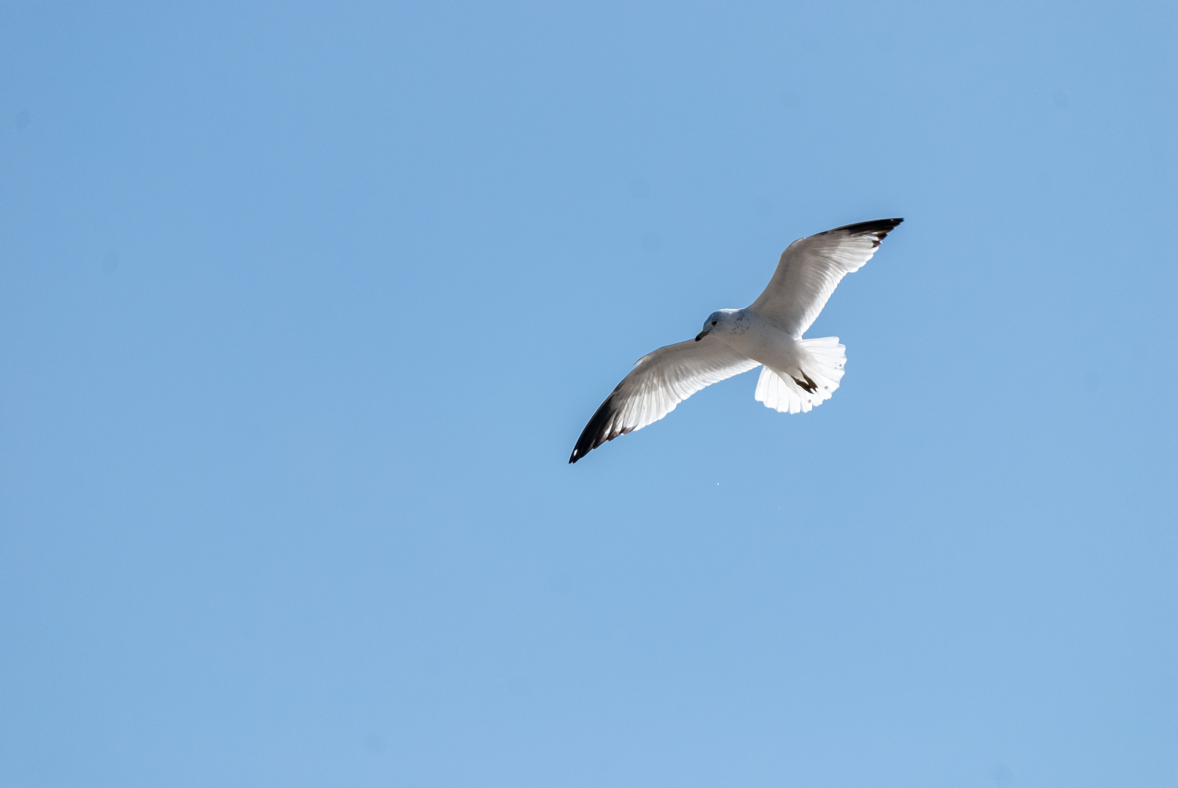2021-03-21-DSC_4474