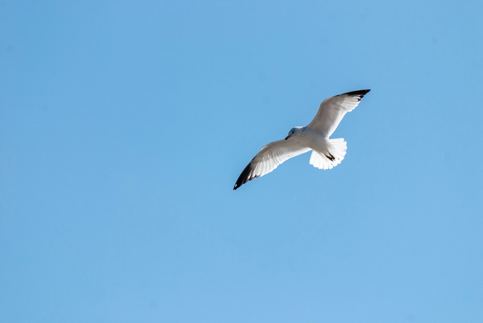 2021-03-21-DSC_4474